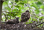 Ruheplatz... Sperberhorst *Accipiter nisus*