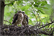 in der Mauser... Sperber *Accipiter nisus*