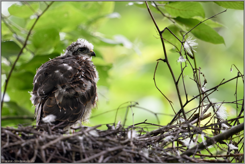 das Nesthäkchen... Sperber *Accipiter nisus*