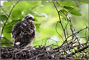 das Nesthäkchen... Sperber *Accipiter nisus*