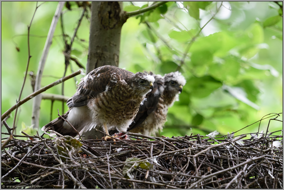 gespannte Beobachtungen... Sperber *Accipiter nisus*