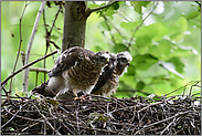 gespannte Beobachtungen... Sperber *Accipiter nisus*