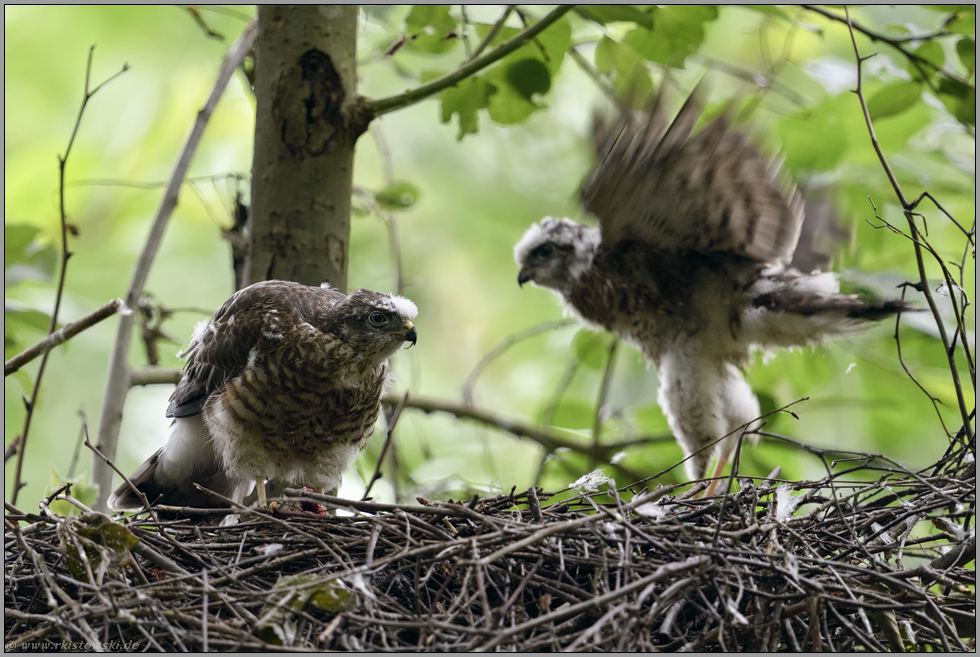 das Nest wird zunehmend leerer... Sperber *Accipiter nisus*