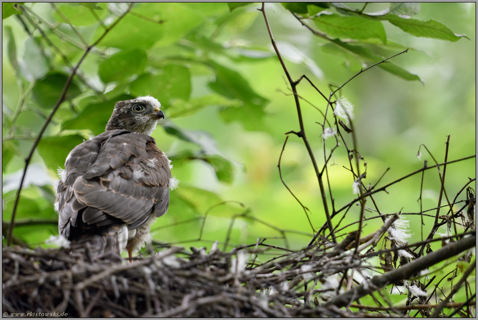 kritischer Blick zurück... Sperber *Accipiter nisus*