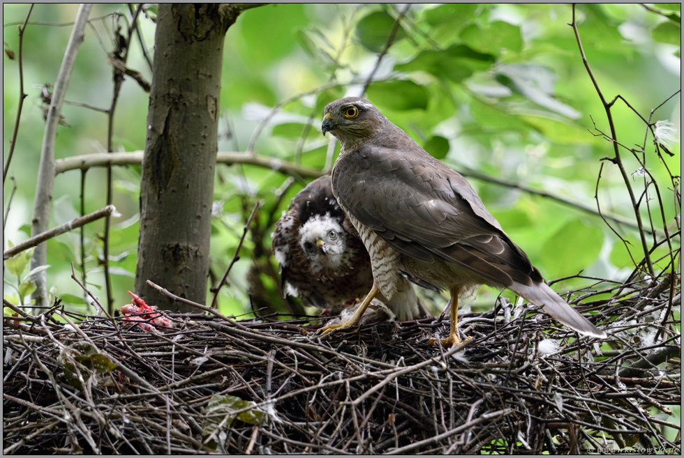 hungrige Augen... Sperber *Accipiter nisus*