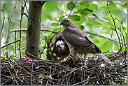 hungrige Augen... Sperber *Accipiter nisus*