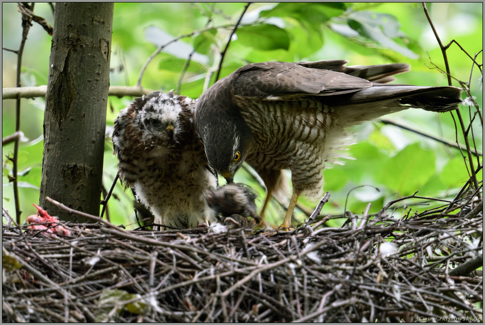 reichlich Jagderfolg... Sperber *Accipiter nisus*