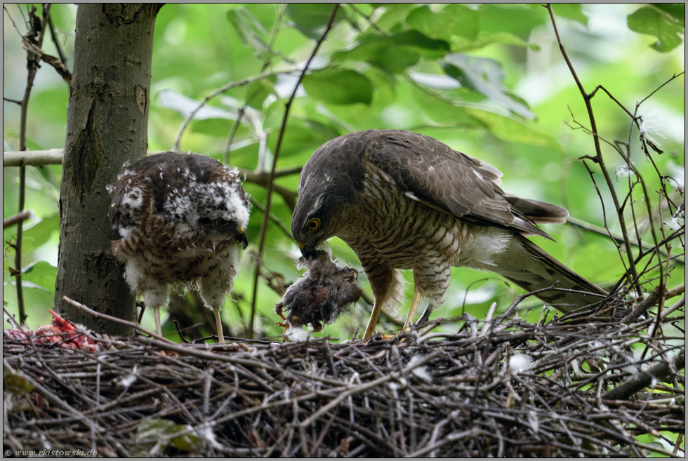 Beutespektrum... Sperber *Accipiter nisus*