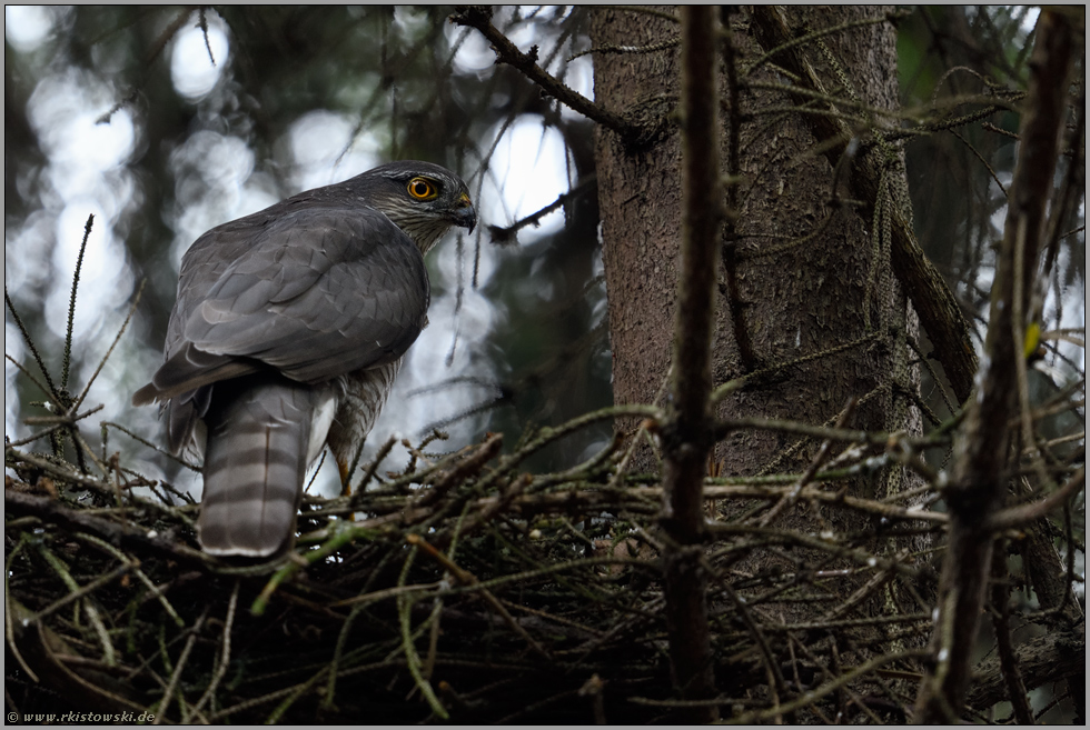 auf dem Horstrand... Sperber *Accipiter nisus*