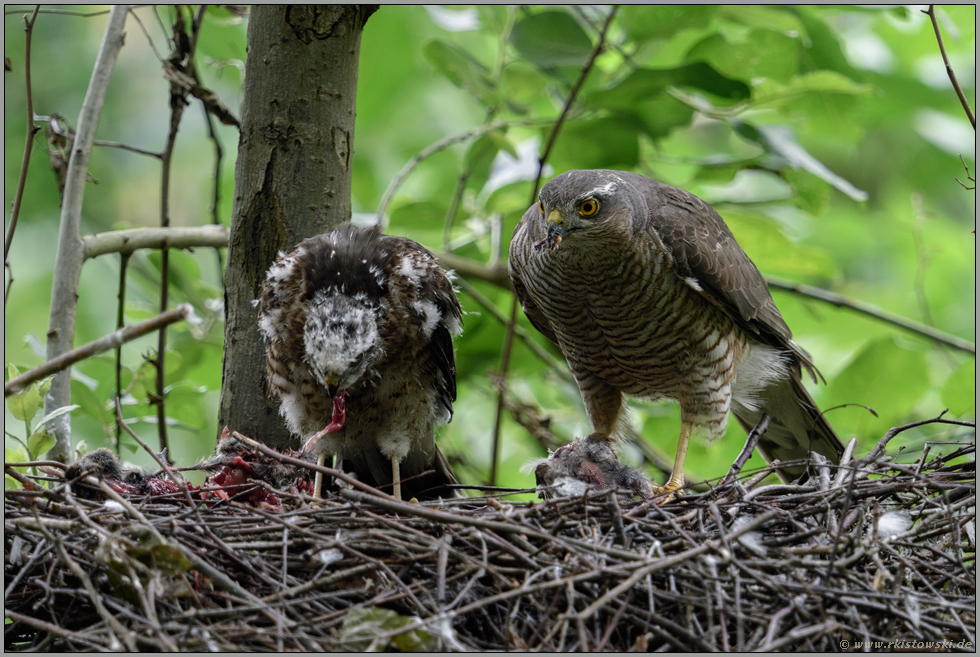 reich gedeckter Tisch... Sperber *Accipiter nisus*