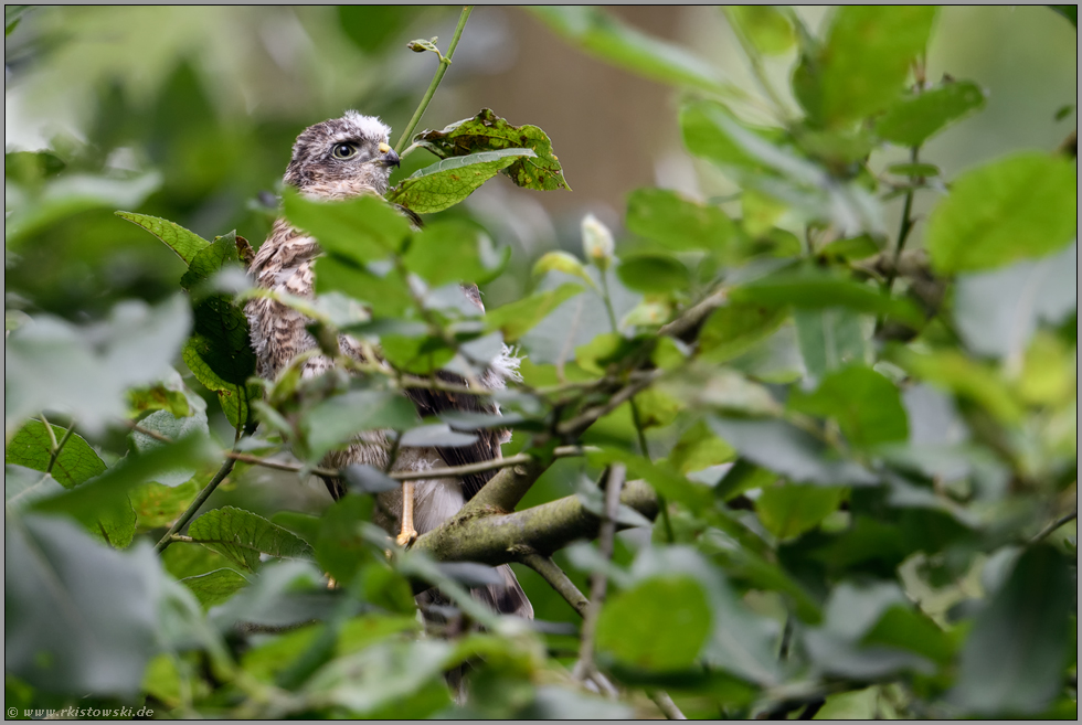 noch ein wenig unsicher... Sperber *Accipiter nisus*