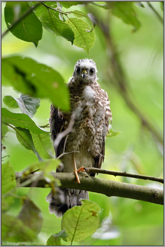 mit großen Augen... Sperber *Accipiter nisus*