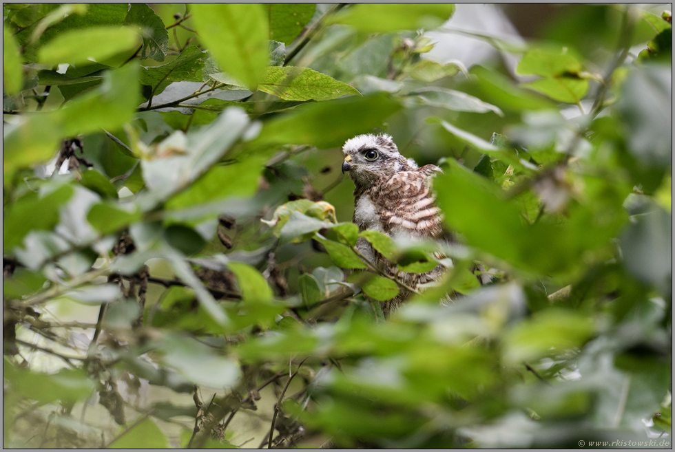 ziemlich versteckt... Sperber *Accipiter nisus*