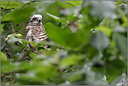 im Gebüsch... Sperber *Accipiter nisus*