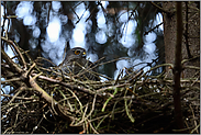 Sperberaugen... Sperber *Accipiter nisus*