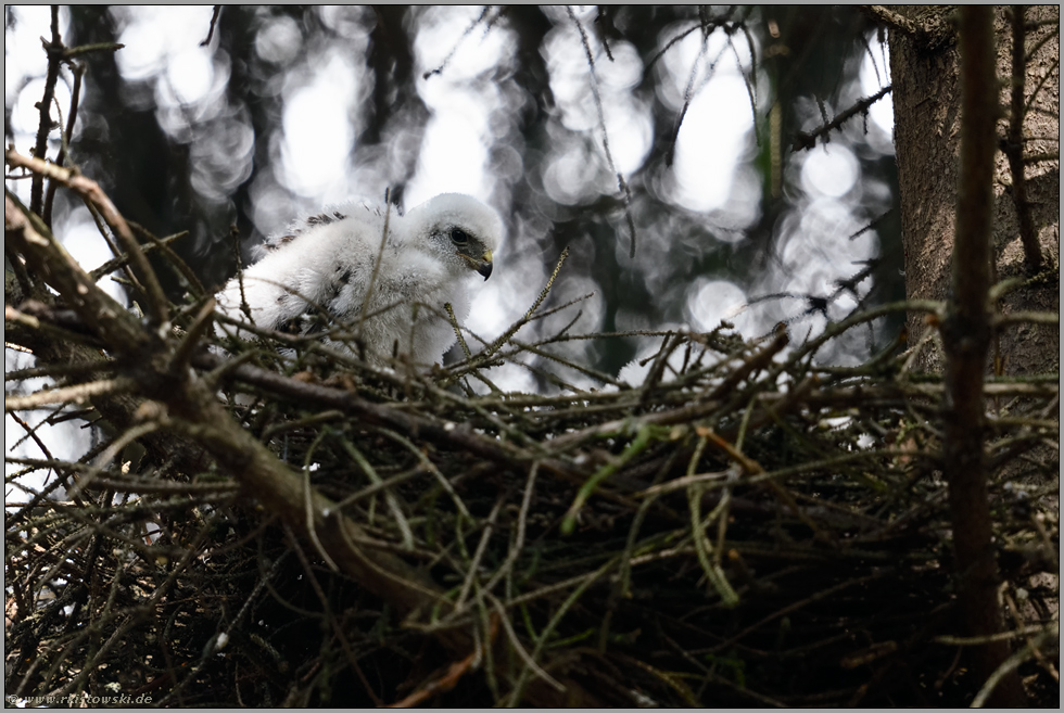 flüchtige Momente... Sperber *Accipiter nisus*