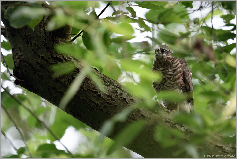 erfolgreich ausgeflogen... Sperber *Accipiter nisus*
