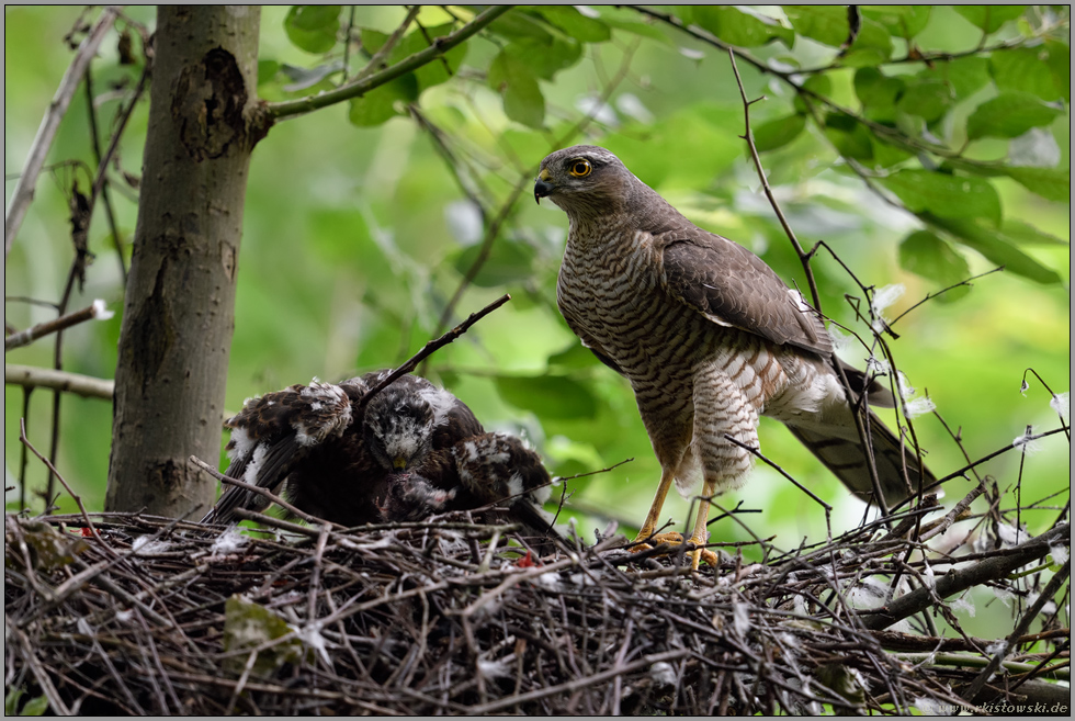 Heißhunger... Sperber *Accipiter nisus*