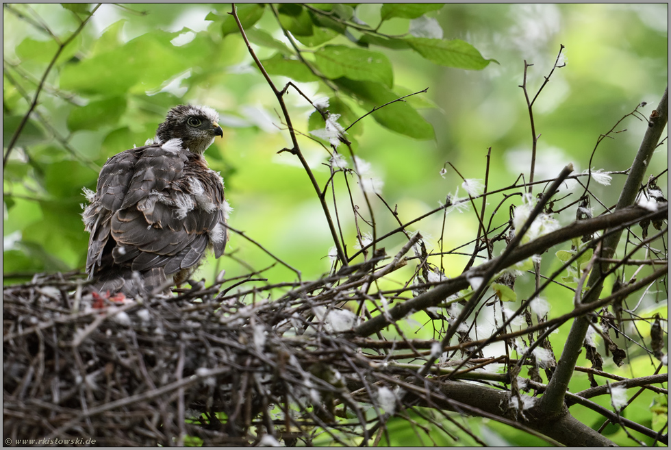 vom Winde verweht... Sperber *Accipiter nisus*