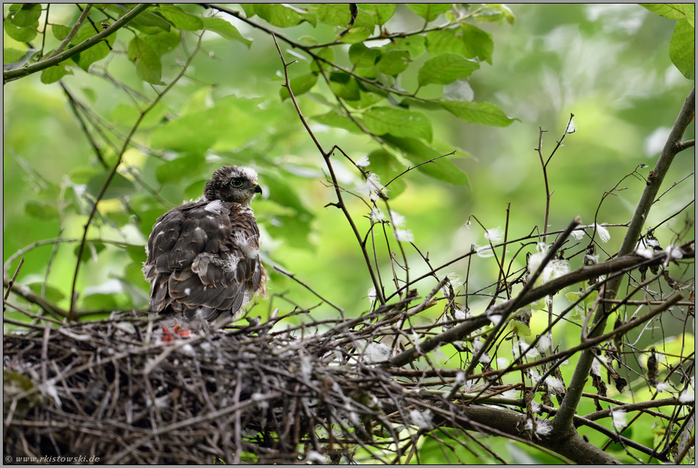 in der Mauser... Sperberästling *Accipiter nisus*