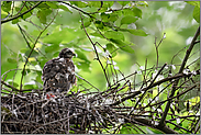 in der Mauser... Sperberästling *Accipiter nisus*