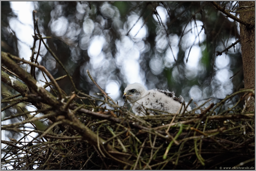 noch ganz klein... Sperbernestling *Accipiter nisus*