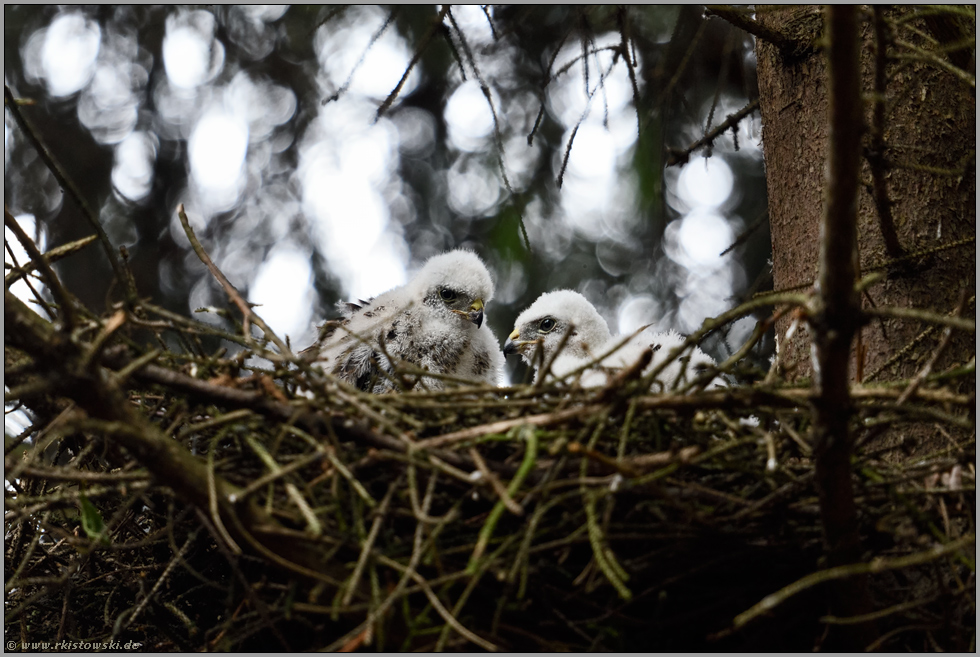 Männlein und Weiblein... Sperber *Accipiter nisus*