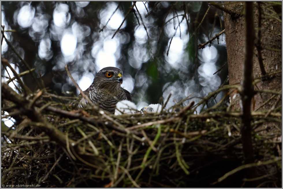 zurück am Horst... Sperber *Accipiter nisus*