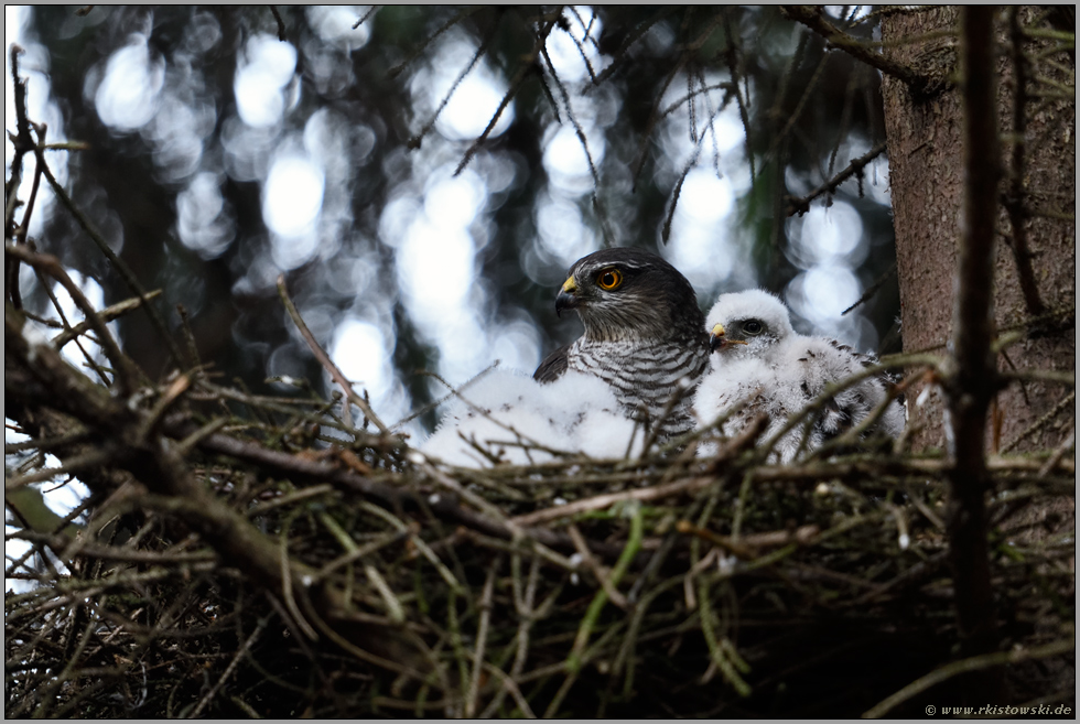 mit Nachwuchs... Sperber *Accipiter nisus*