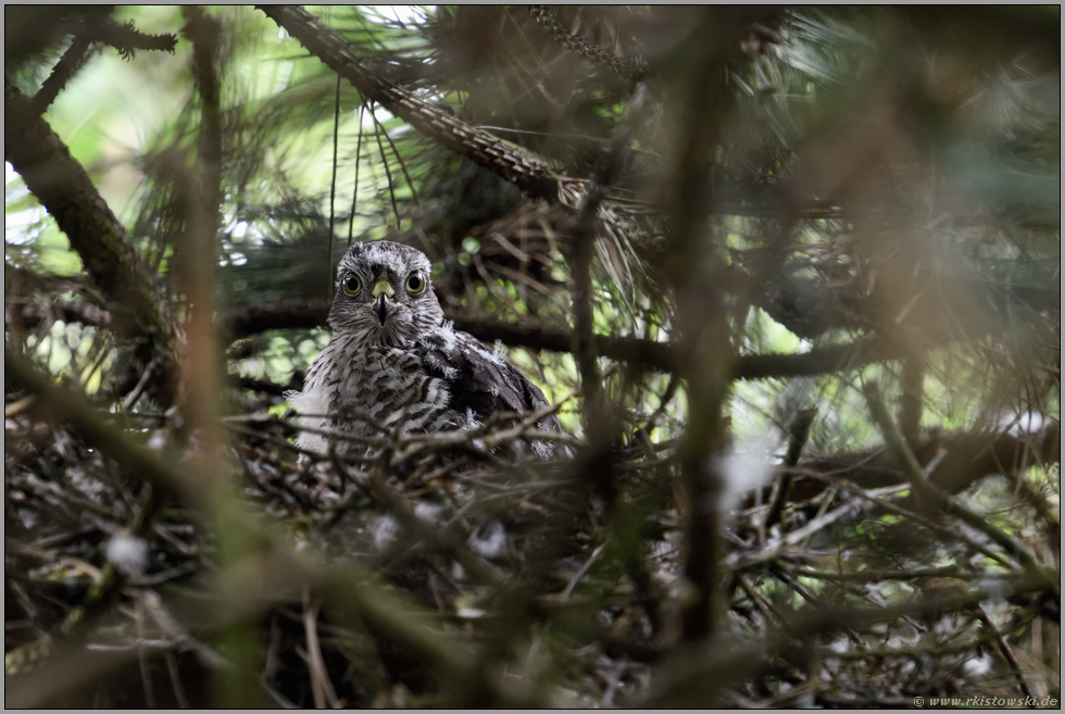 gut verborgen... Jungsperber *Accipiter nisus*