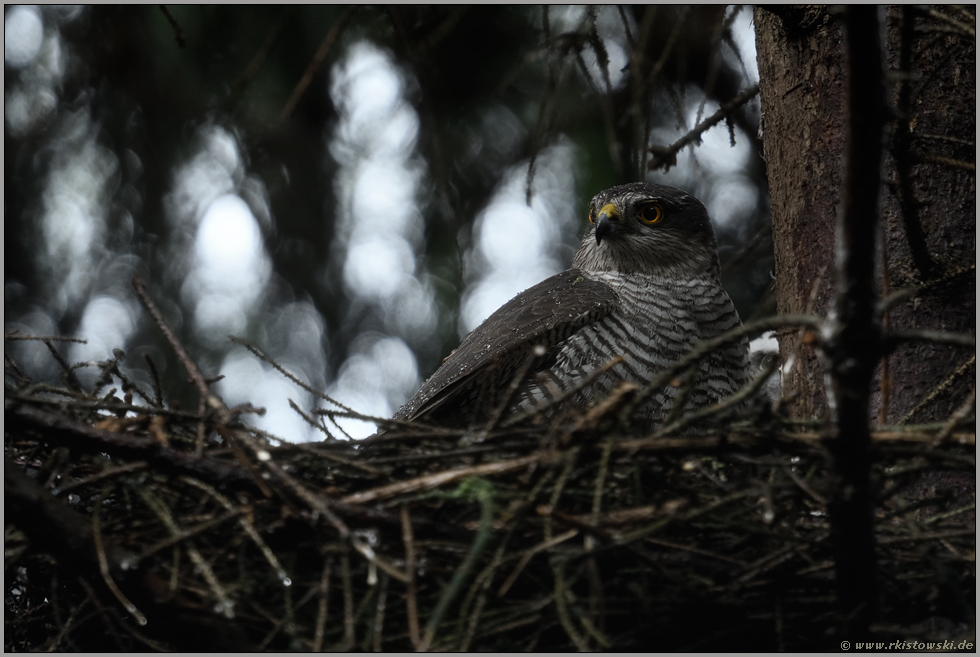 bei Regenwetter... Sperberweibchen *Accipiter nisus*