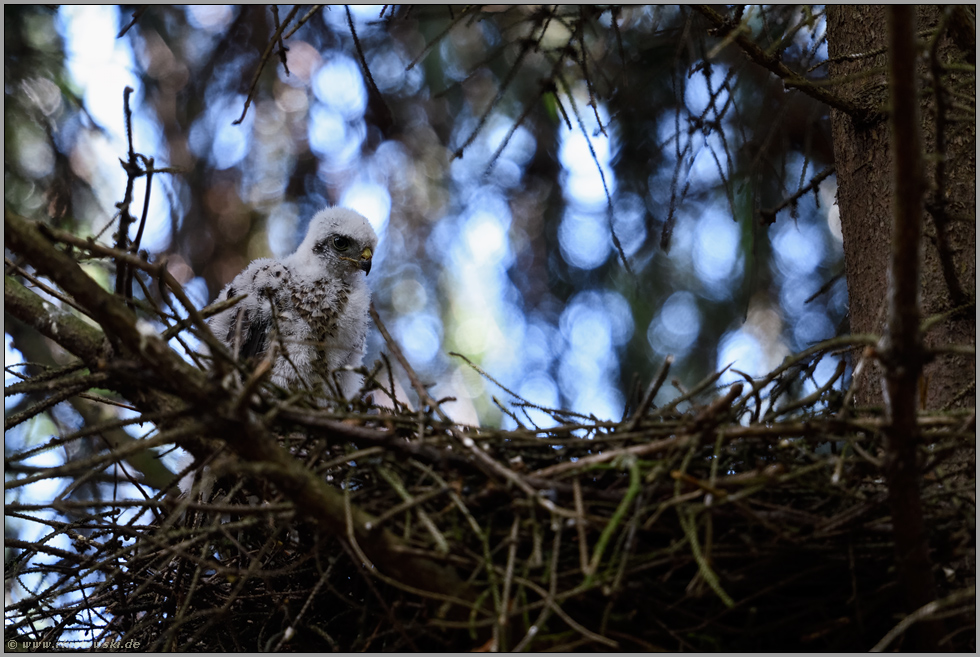 Lichterspiel... Sperber *Accipiter nisus*