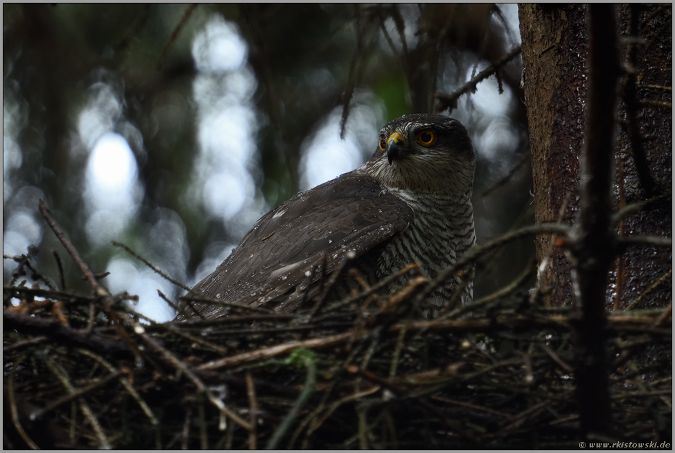 nach dem Regen... Sperber *Accipiter nisus*