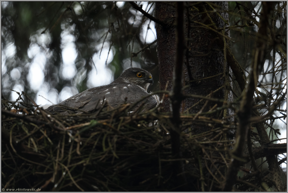 Regenschutz... Sperber *Accipiter nisus*