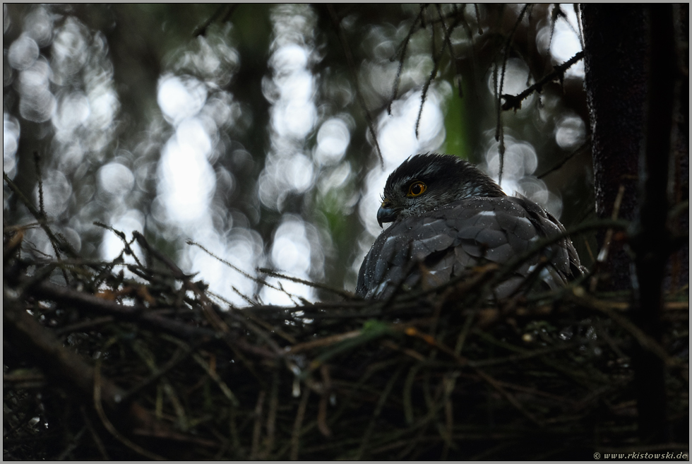 bei Regen... Sperber *Accipiter nisus*, Sperberweibchen auf dem Horst