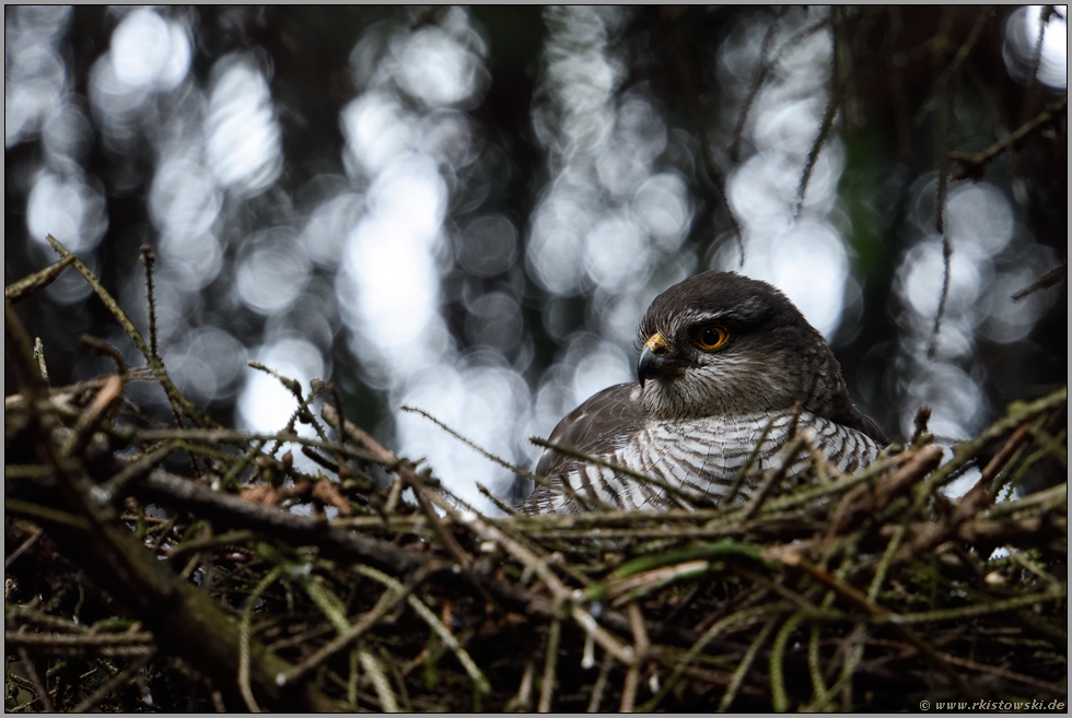 huderndes Weibchen... Sperber *Accipiter nisus*