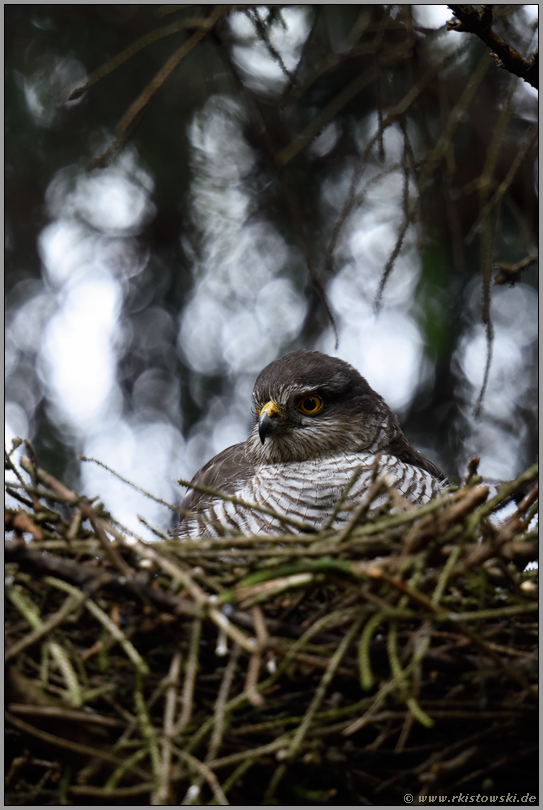 Sperberweib auf dem Horst... Sperber *Accipiter nisus*