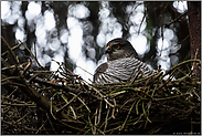 unter Beobachtung oder "kein Burgfrieden"... Sperber *Accipiter nisus*