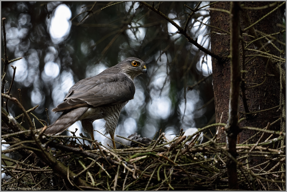 kleiner Vogel Greif... Sperber *Accipiter nisus*