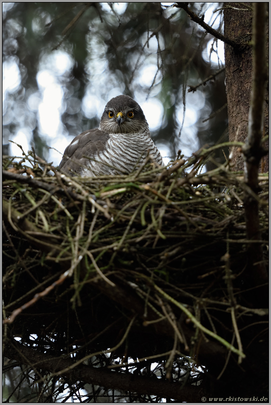 hoch auf dem Nest... Sperber *Accipiter nisus*