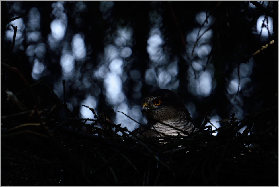 Sperberaugen... Sperber *Accipiter nisus*