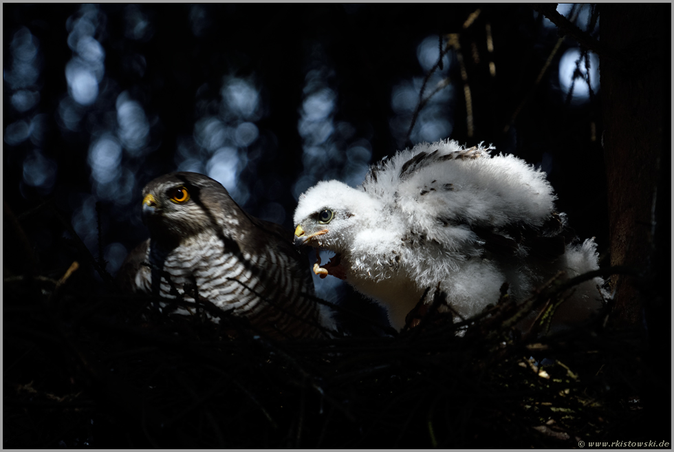 Nahrungsreste... Sperber *Accipiter nisus*