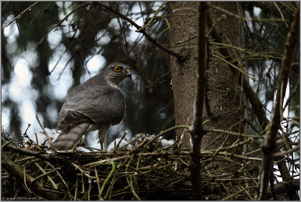 wacher Blick zurück... Sperber *Accipiter nisus*