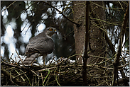 wacher Blick zurück... Sperber *Accipiter nisus*