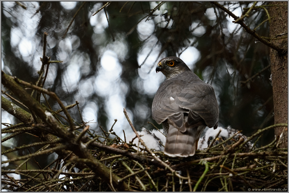 argwöhnische Blicke... Sperber *Accipiter nisus*