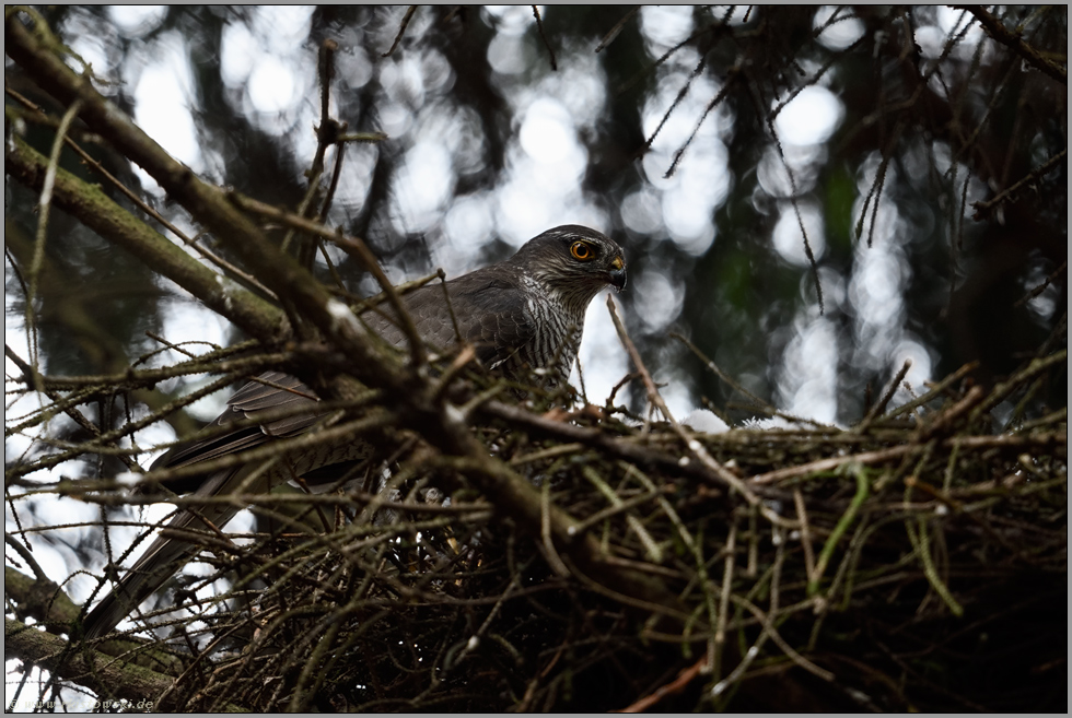 typisches Verhalten... Sperber *Accipiter nisus*