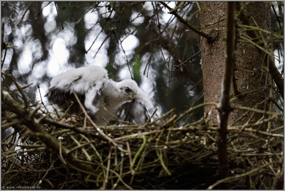 frühes Flugmuskeltraining... Sperber *Accipiter nisus*