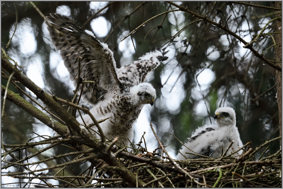 rasante Entwicklung... Sperber *Accipiter nisus*