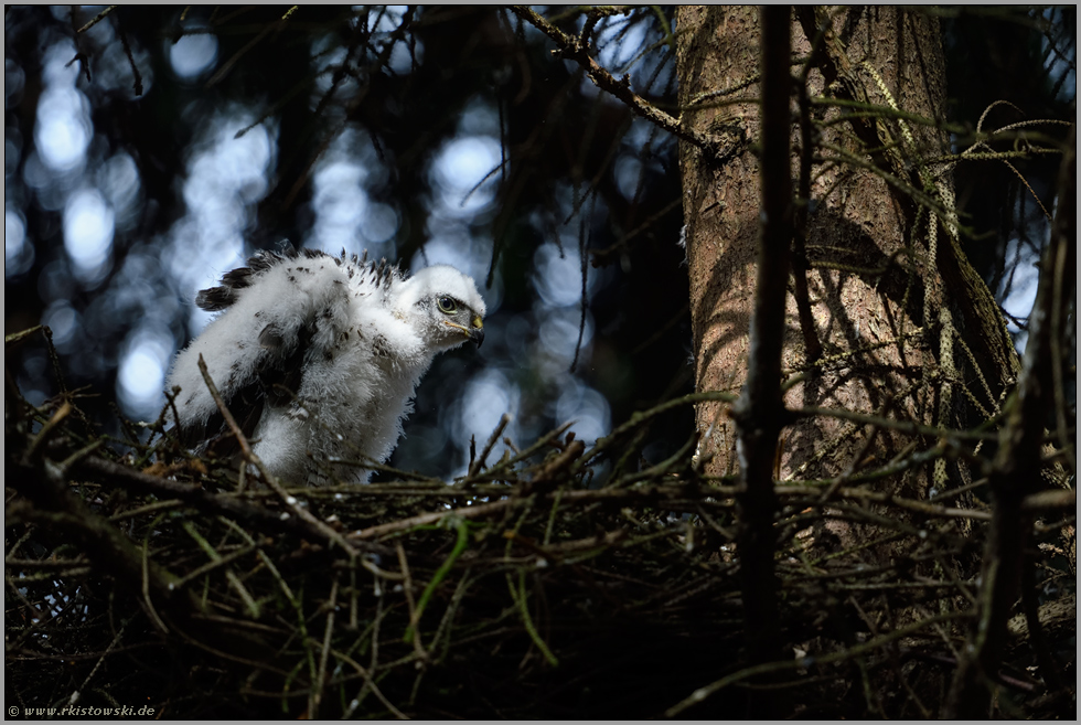 im Spiel von Licht und Schatten... Sperbernestling *Accipiter nisus*