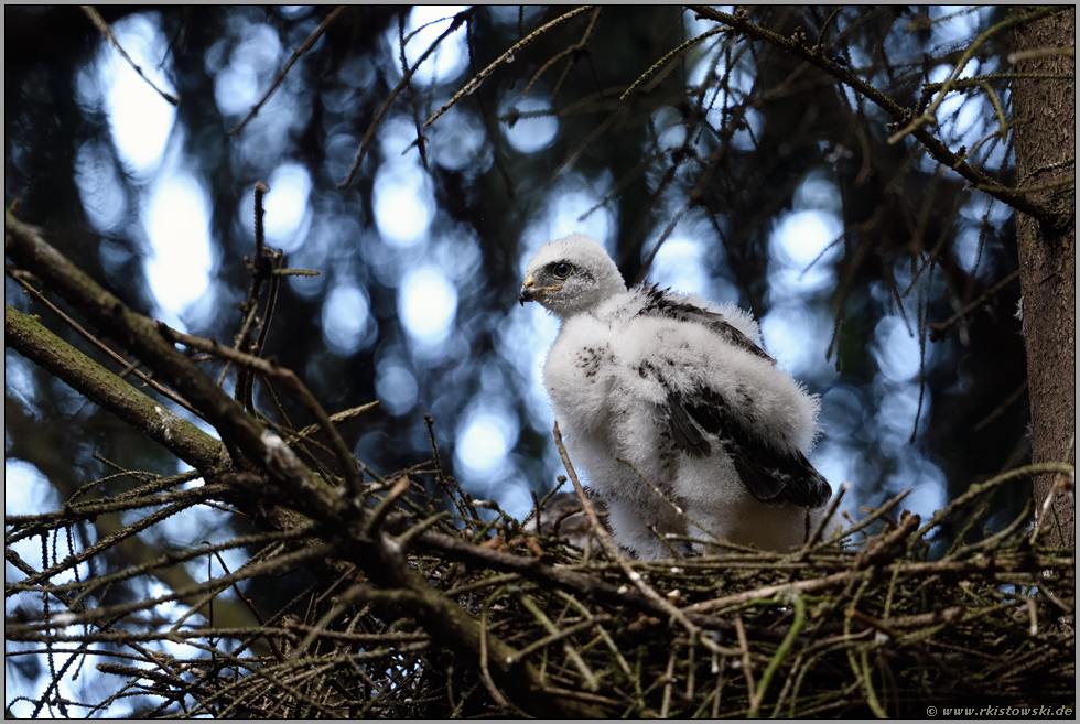 das junge Weibchen... Sperber *Accipiter nisus*